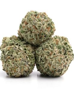 Alternative view of Grease Monkey Strain