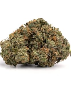 Jack Herer Strain